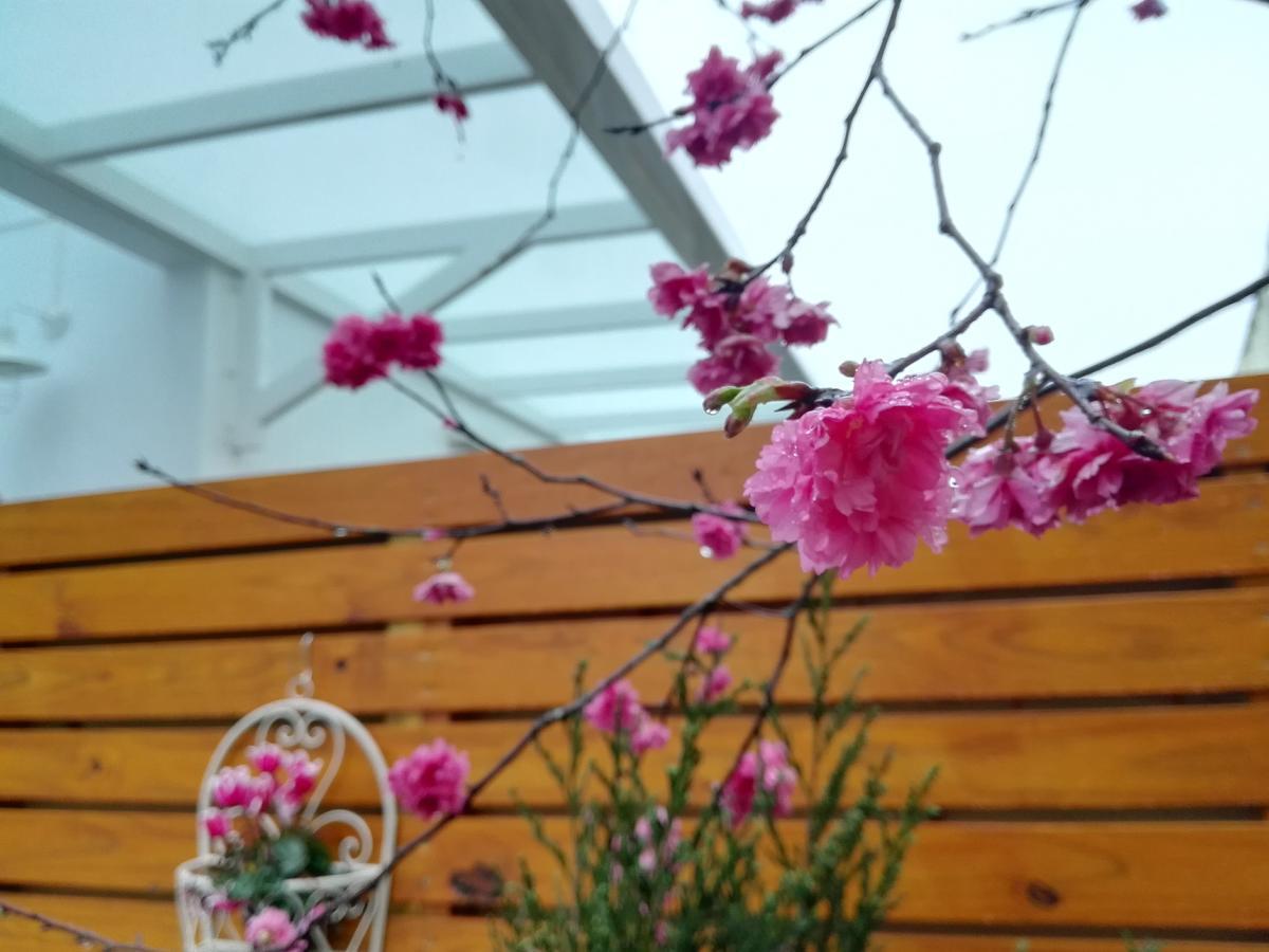 Cloud & Green Private Guest House Puli Exterior photo